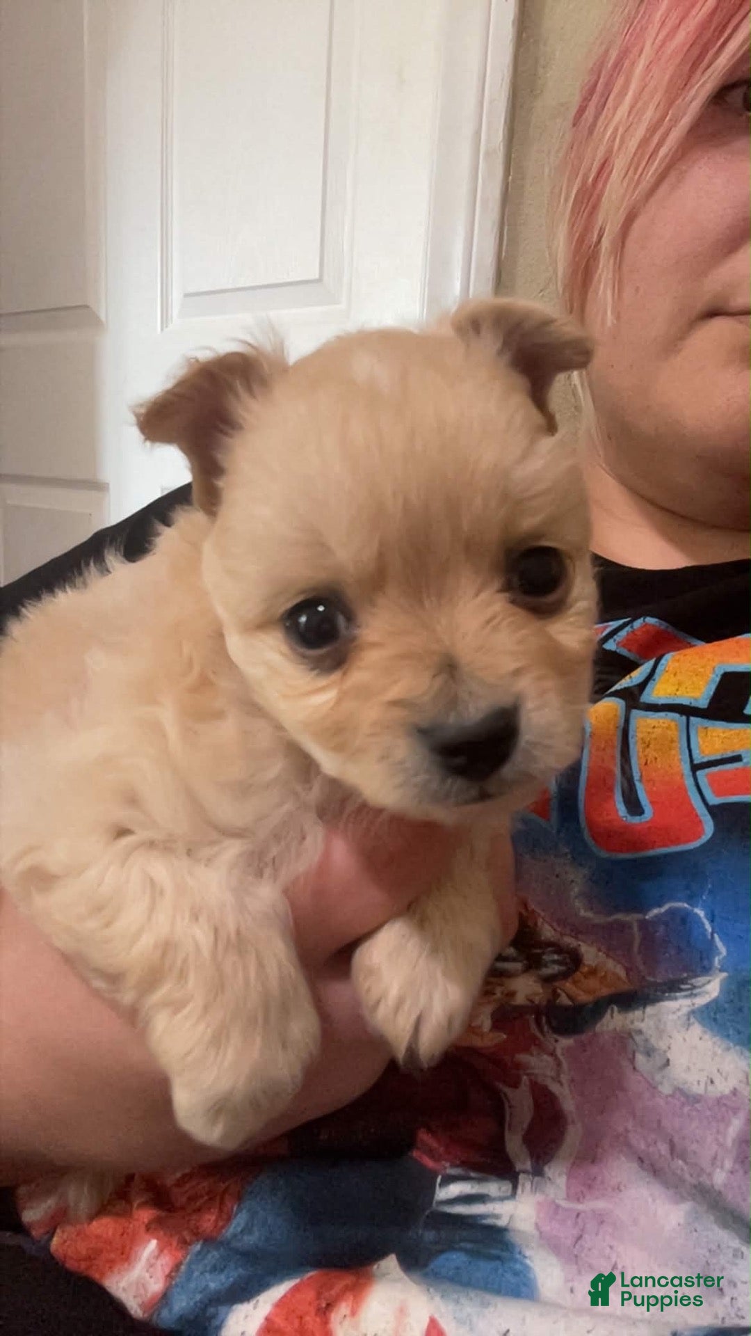 Pomchi dogs Bella - Ad 12