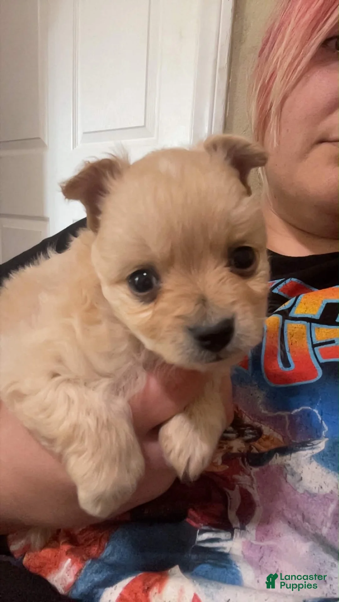 Pomchi dogs for sale: Bella - Ad 1