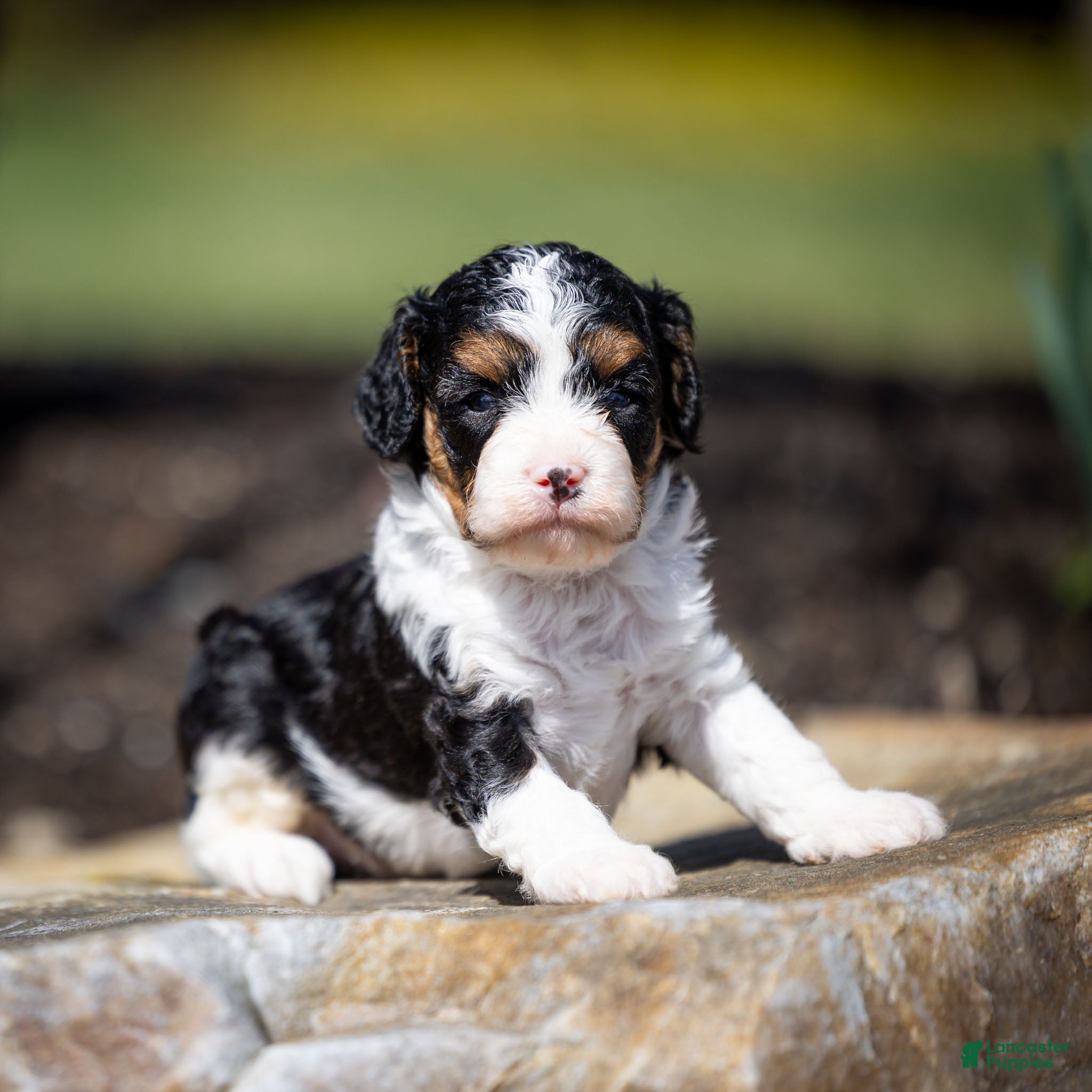 Cavapoo dogs Crusher Cavapoo Puppy  - Ad 1