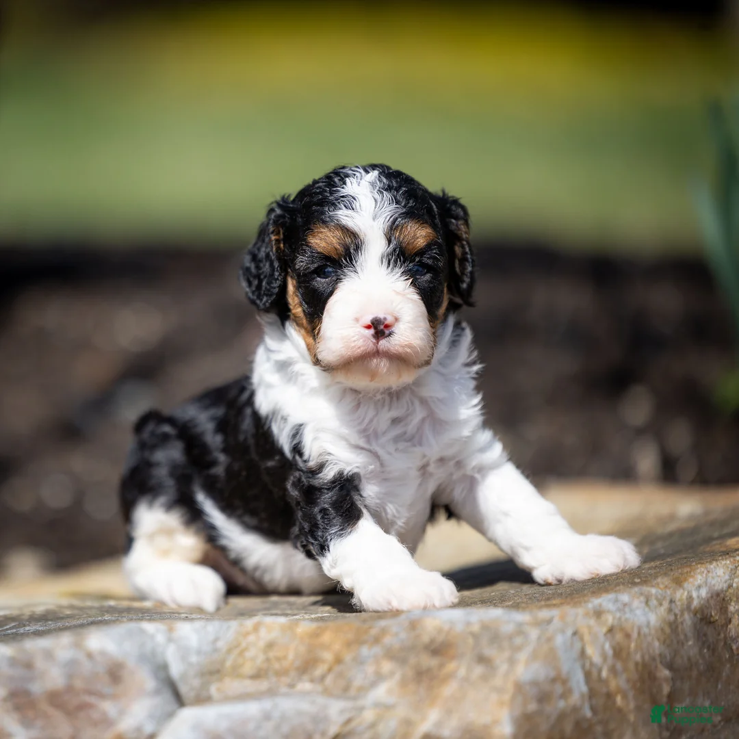 Cavapoo dogs for sale: Crusher Cavapoo Puppy  - Ad 1