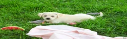 Labrador Retriever dogs for sale: Silvermist  - Ad 3