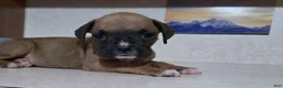 Boxer dogs for sale: Tootsie - Ad 5
