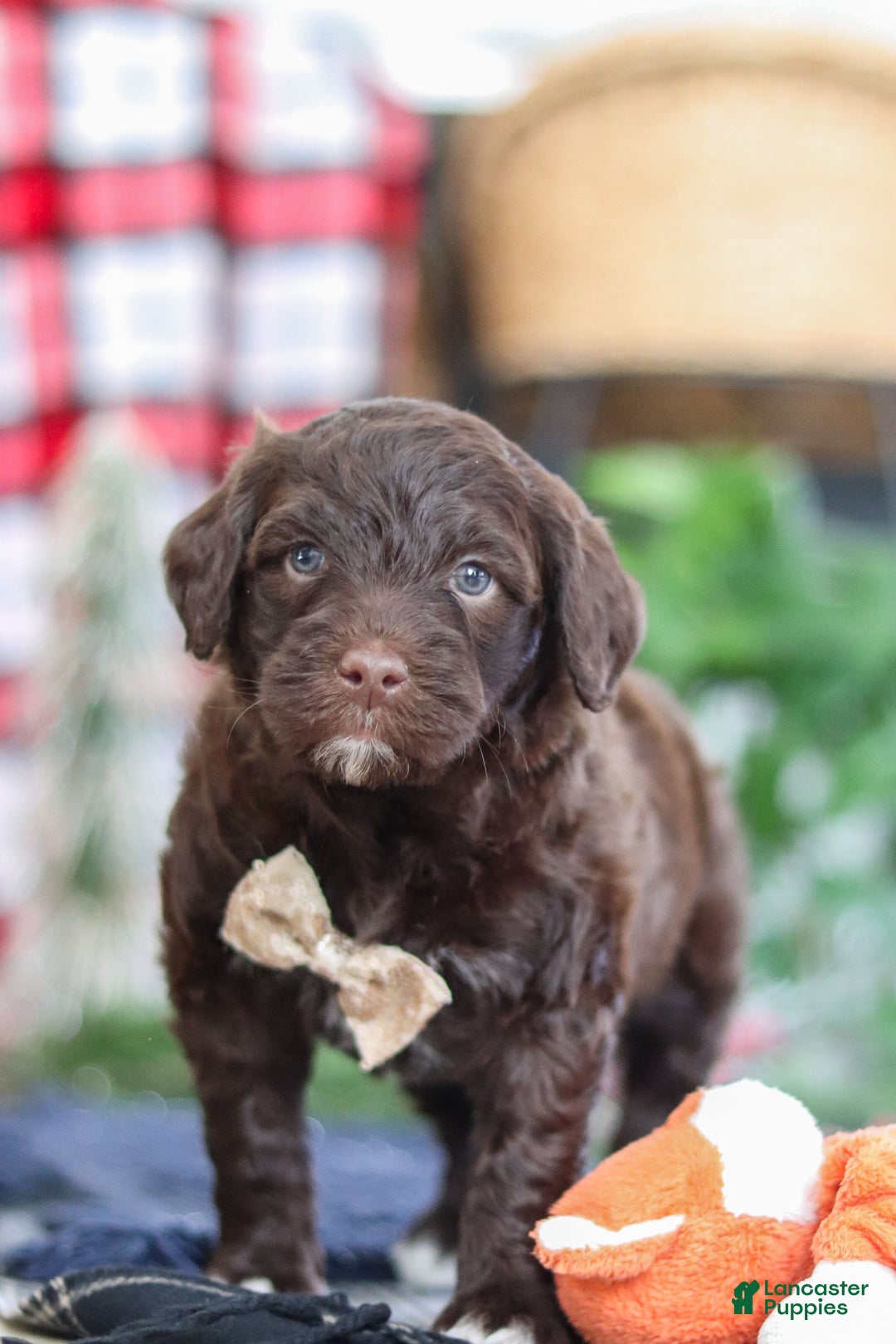 Portuguese Water Dog dogs for sale: Sonny - Ad 8