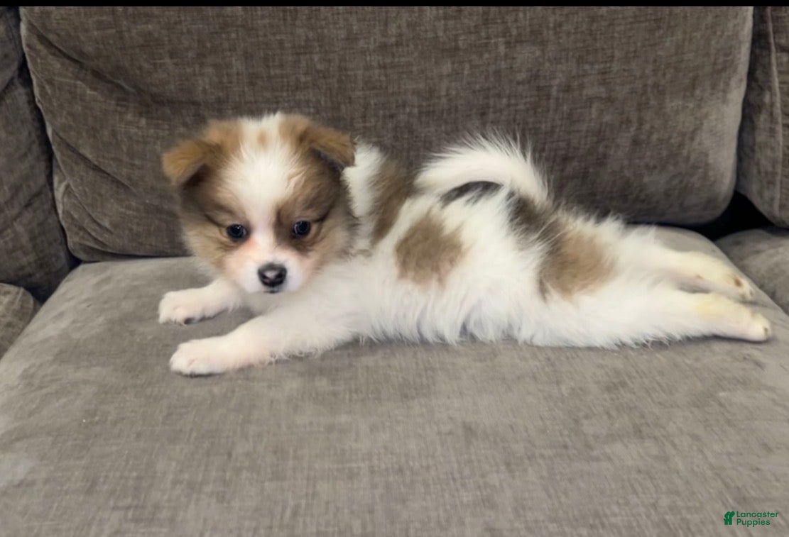 Pomeranian dogs Mase - Ad 34