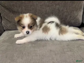 Pomeranian dogs Mase - Ad 34