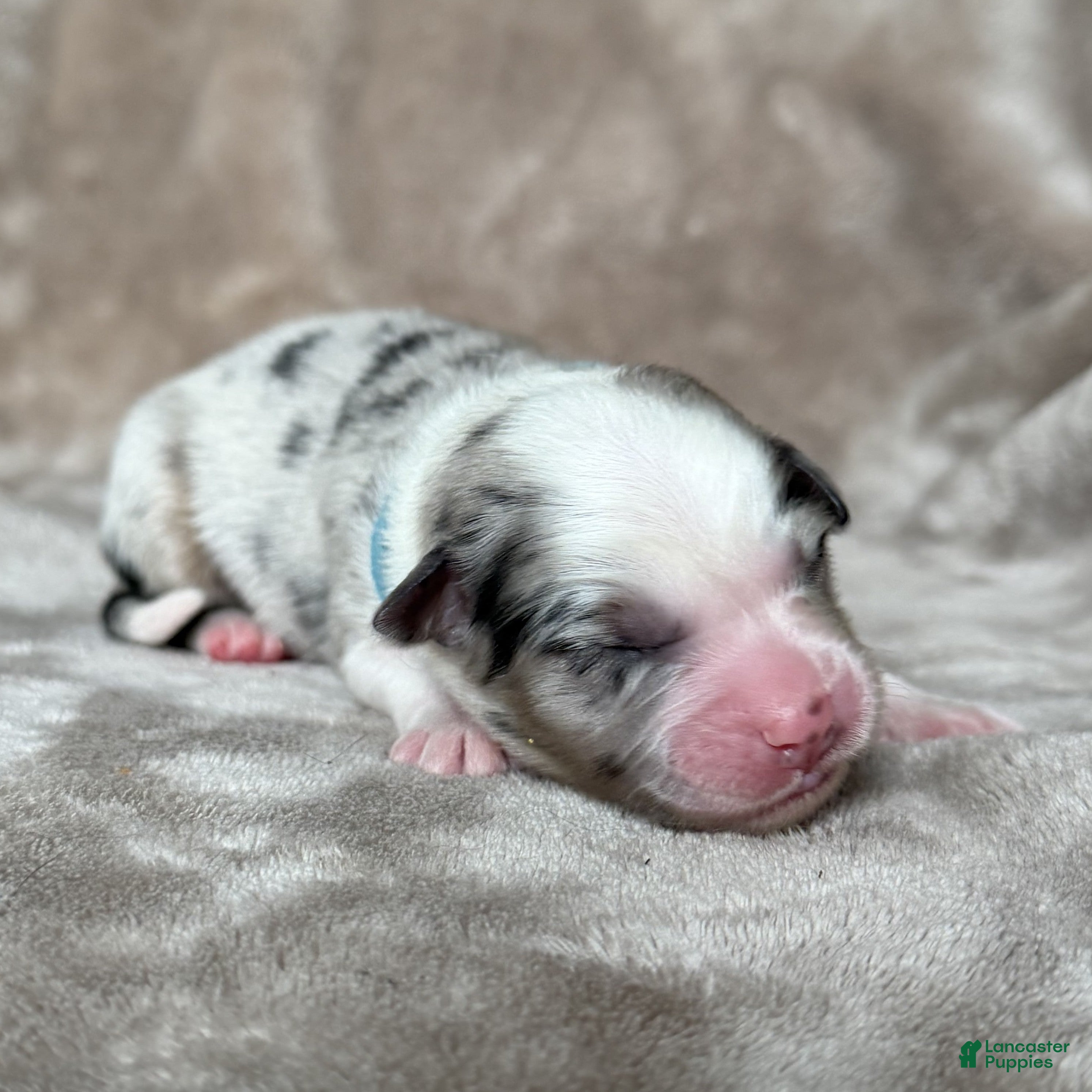 Australian Shepherd dogs Clue - Ad 5