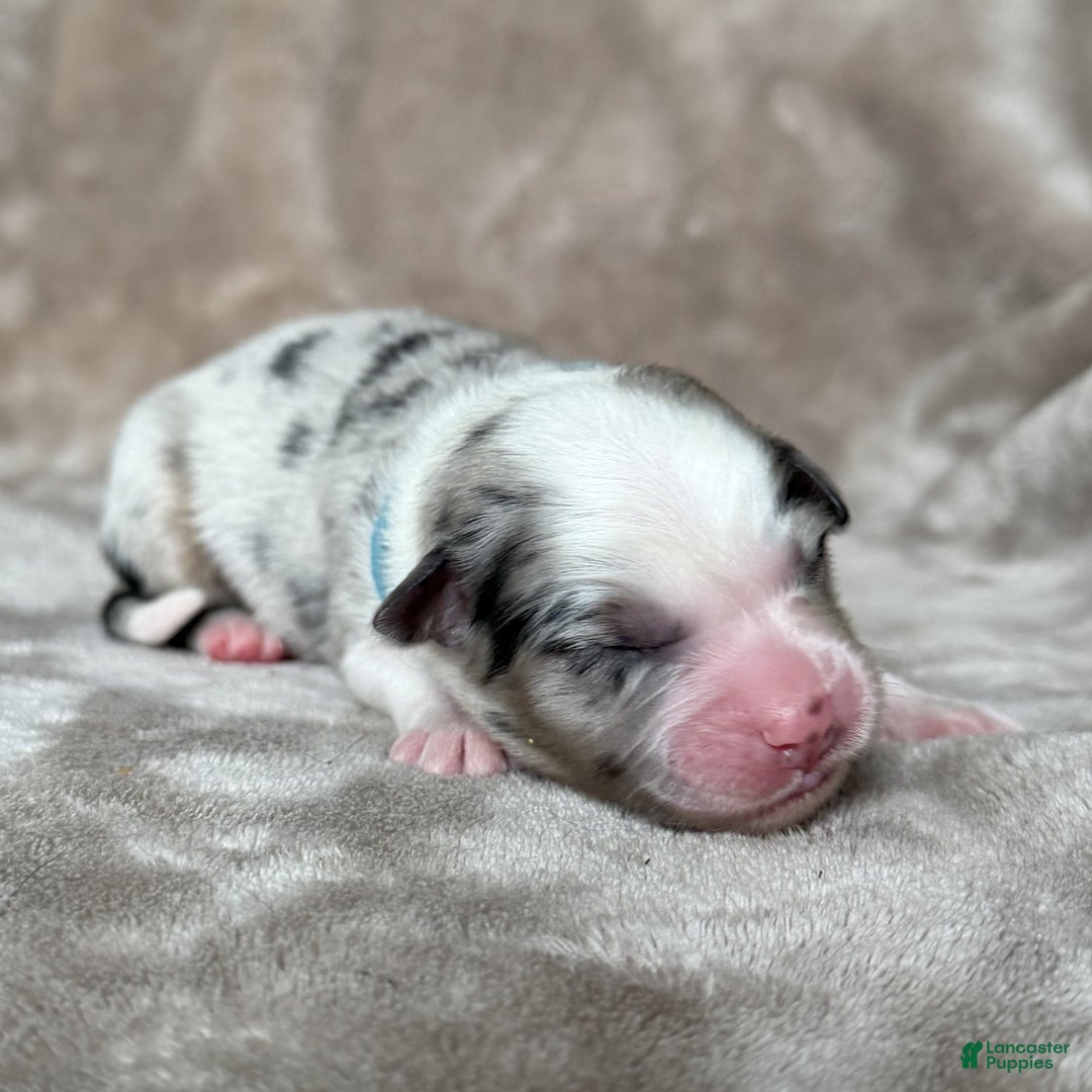 Australian Shepherd dogs for sale: Clue - Ad 1