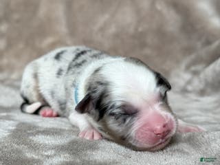 Australian Shepherd dogs Clue - Ad 33