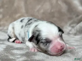 Australian Shepherd dogs Clue - Ad 13