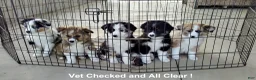 Mixed Breed dogs for sale: Toby - Ad 11
