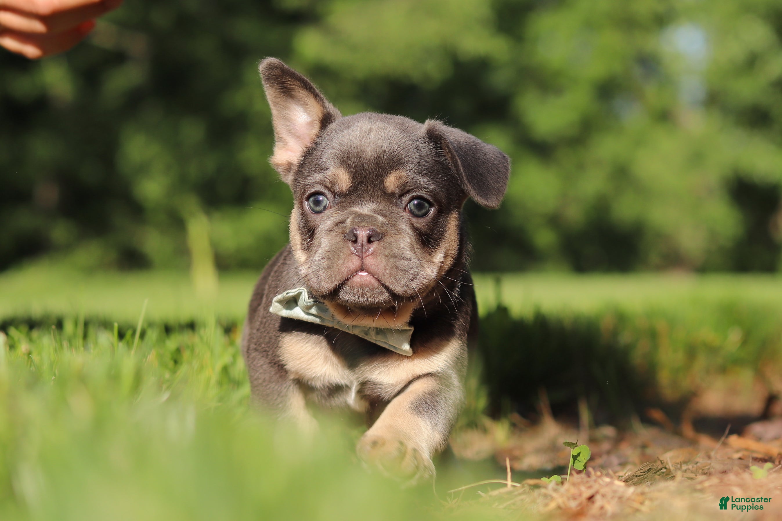 French Bulldog dogs for sale: Mason - Ad 10