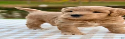 Goldendoodle dogs for sale: Oak-mini  - Ad 3