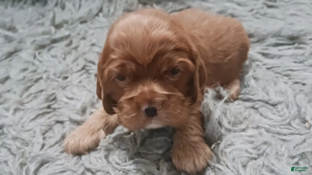 Cocker Spaniel dogs for sale: Cocker Spaniel Puppy 1 - Ad 5