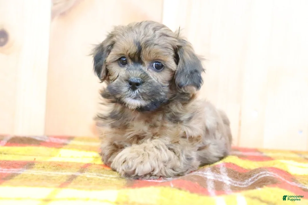 Shihpoo dogs for sale: Ryan - Ad 1