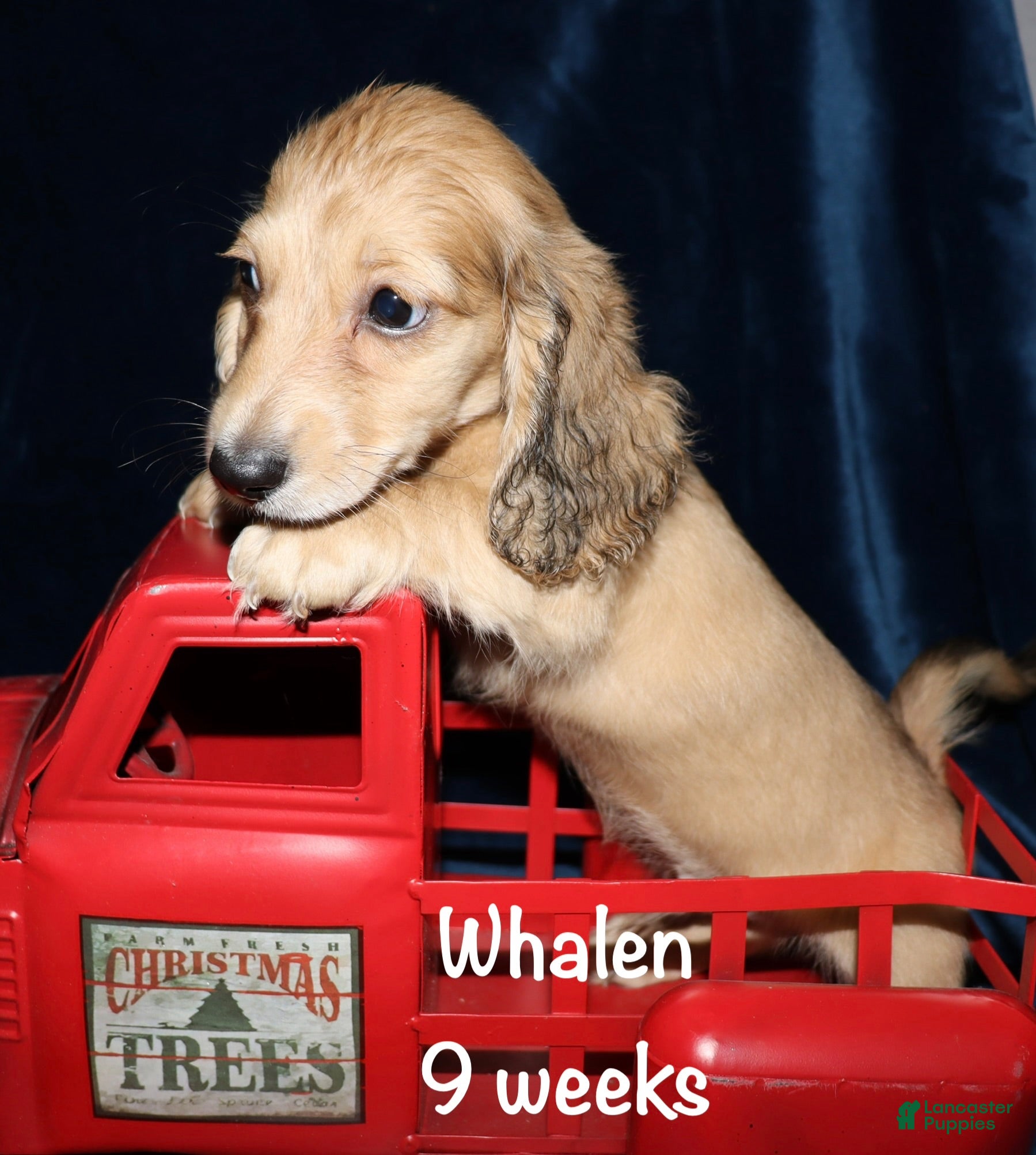 Miniature Dachshund dogs Whalen - Ad 32