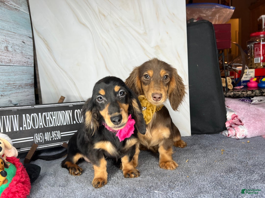 Miniature Dachshund dogs for sale: Import champion blood - Ad 8