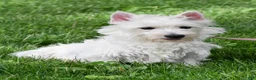 West Highland Terrier dogs for sale: Kelly - Ad 10