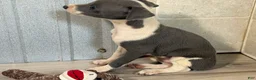 Italian Greyhound dogs for sale: Jessie - Ad 5