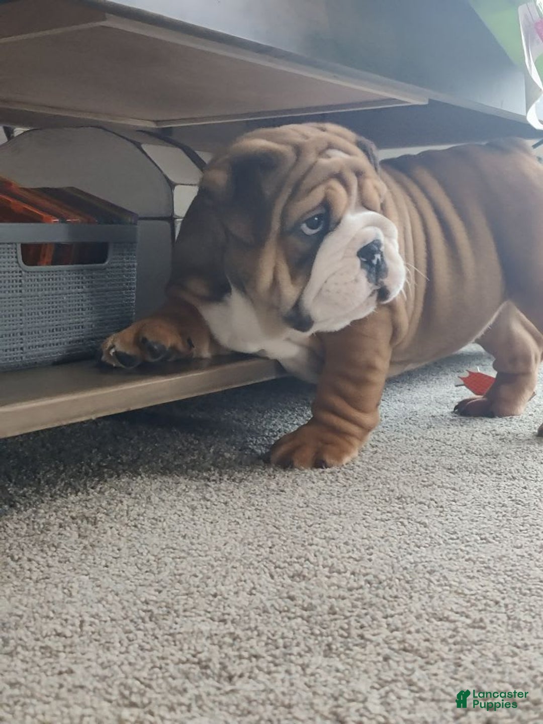 Gallery Image {{count}}