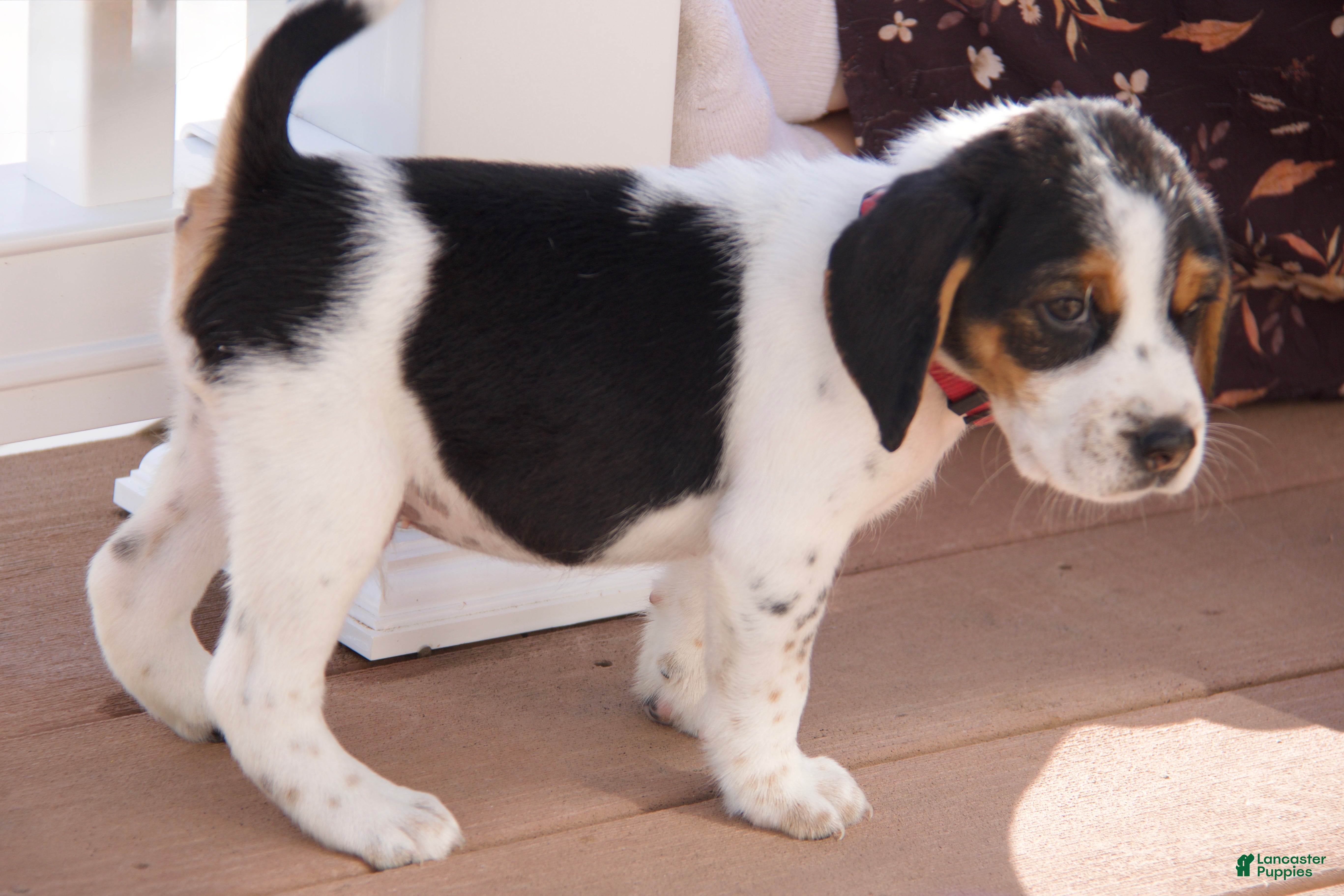 Mixed Breed dogs Mixed Breed 2 - Ad 2