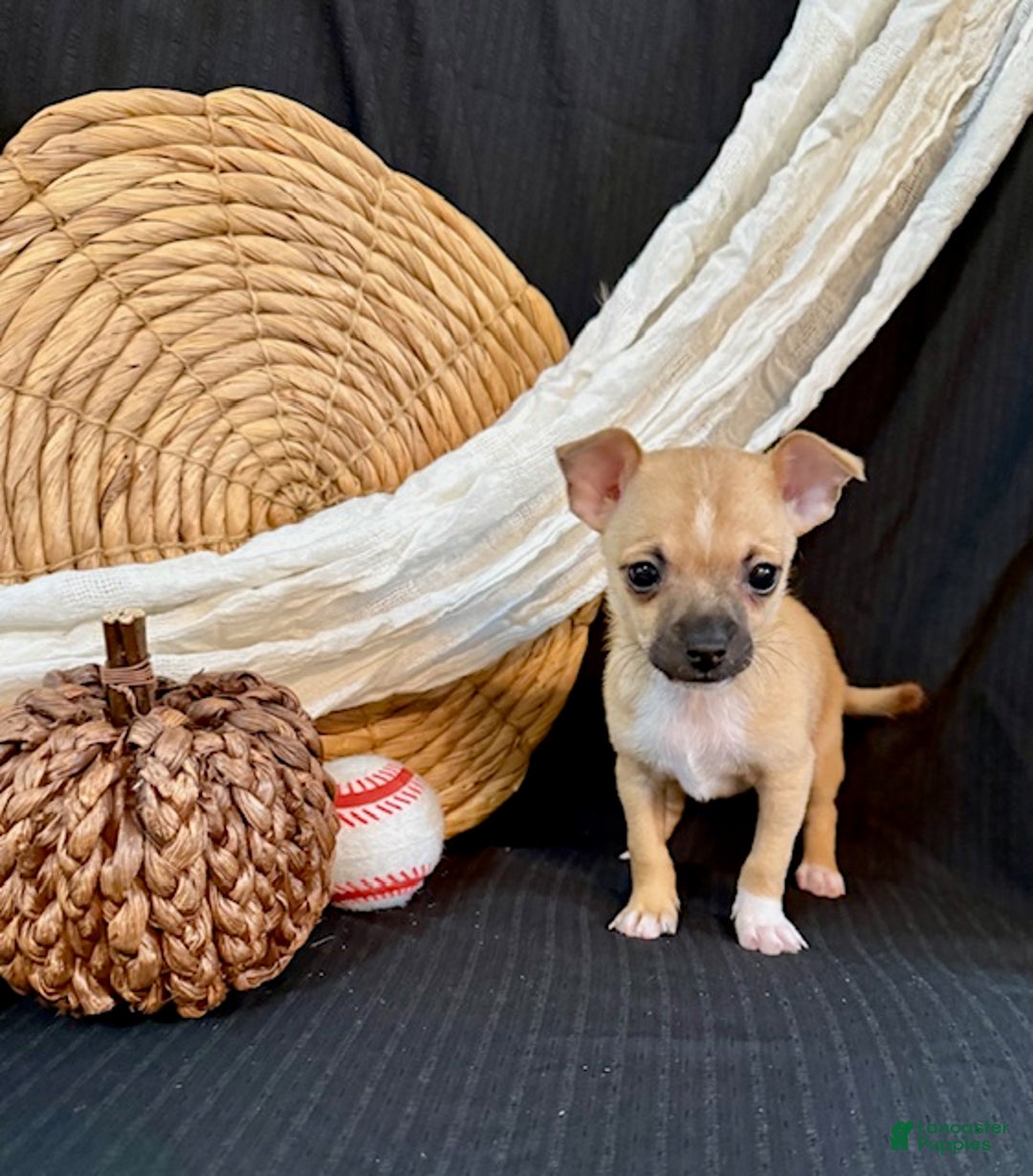 Chihuahua dogs for sale: Faris - Ad 4