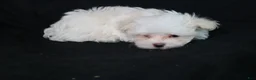 Maltese dogs for sale: Marty - Ad 11