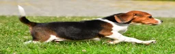 Beagle dogs for sale: Milo - Ad 10