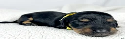 Miniature Dachshund dogs for sale: Strawberry - Ad 10