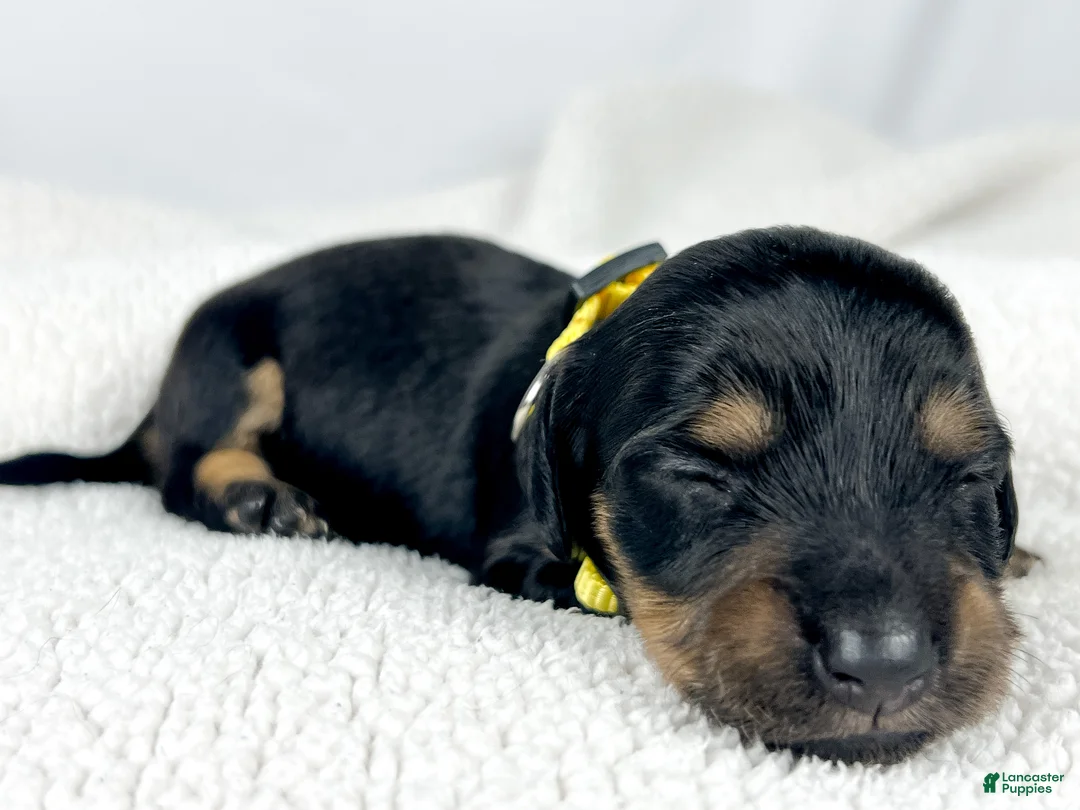 Miniature Dachshund dogs for sale: Strawberry - Ad 10