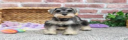 Miniature Schnauzer dogs for sale: Maria  - Ad 6