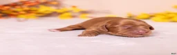 Miniature Dachshund dogs for sale: Cora - Ad 10