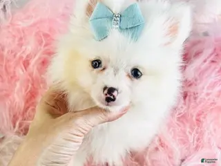 Pomeranian dogs Pomeranian Puppy 1 - Ad 14