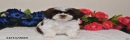 Shih Tzu dogs for sale: Rita - Ad 1