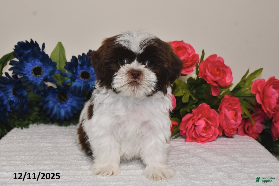 Shih Tzu dogs for sale: Rita - Ad 1