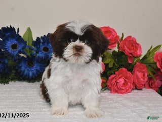 Shih Tzu dogs Rita - Ad 26