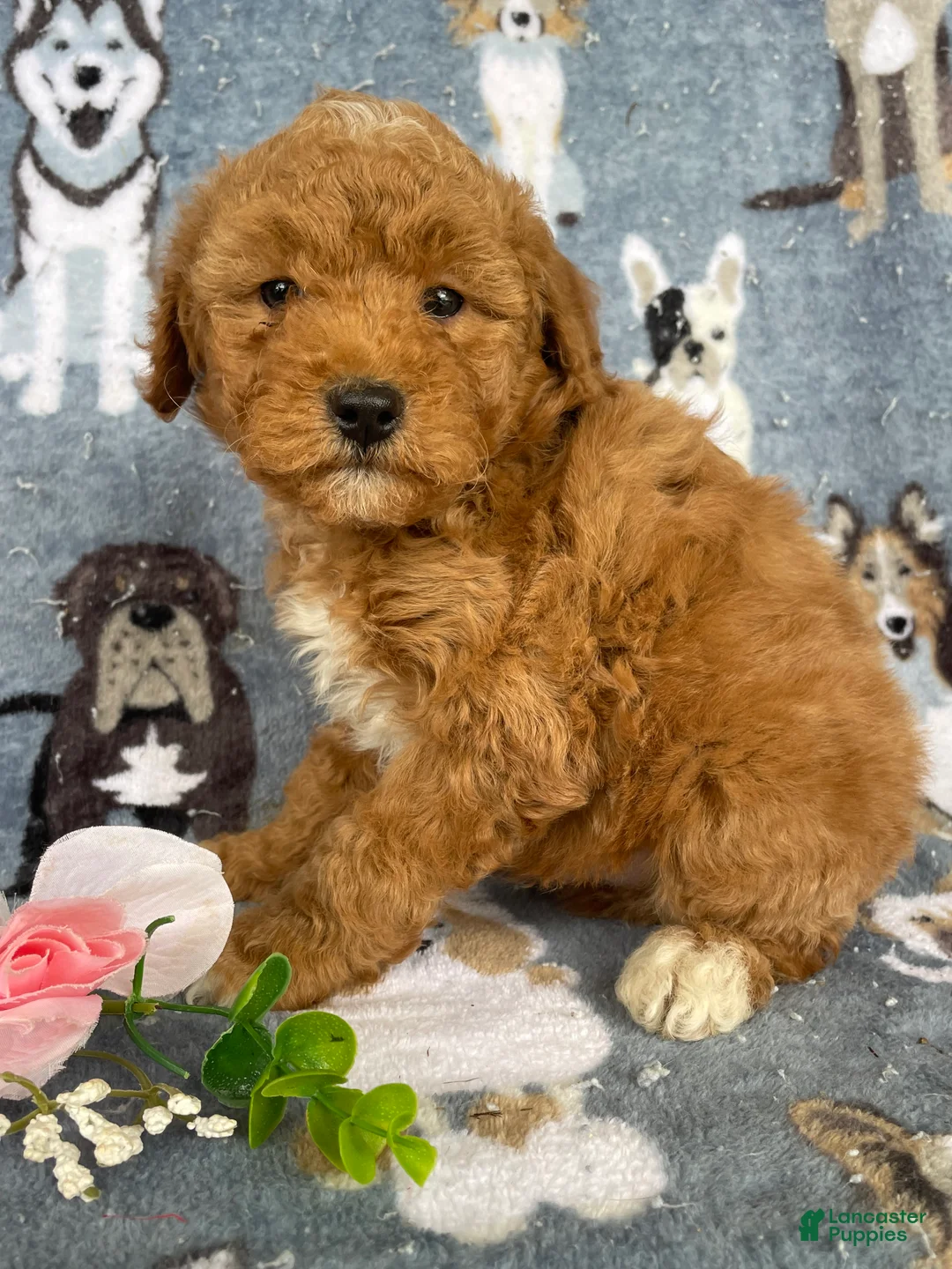 Miniature Poodle dogs for sale: Milo - Ad 2