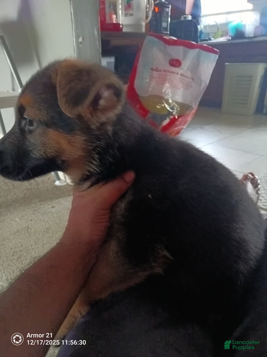 German Shepherd dogs for sale: Yellow collar - Ad 2