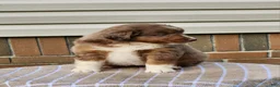 Miniature Australian Shepherd dogs for sale: Stella - Ad 2