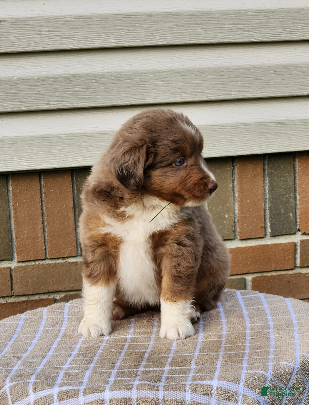 Miniature Australian Shepherd dogs for sale: Stella - Ad 2