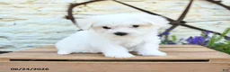 Mixed Breed dogs for sale: Emilia - Ad 3