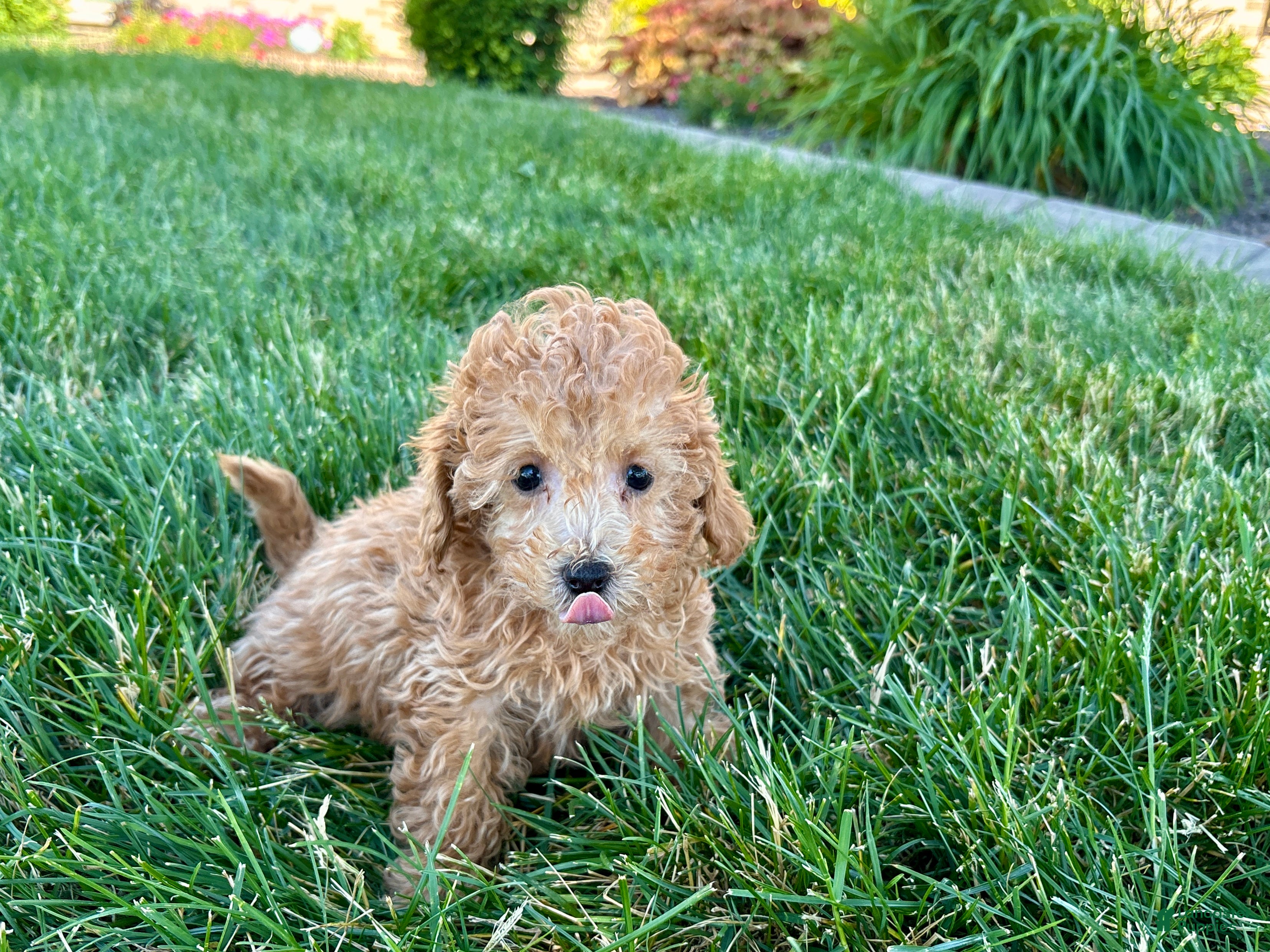 Maltipoo dogs for sale: Snickers  - Ad 7