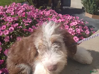 Mini Aussiedoodle dogs Mini Aussiedoodle 2 Thomas - Ad 42