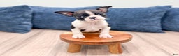 Boston Terrier dogs for sale: Sparky - Ad 7