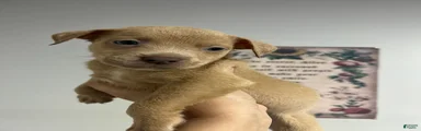 Boy 1 