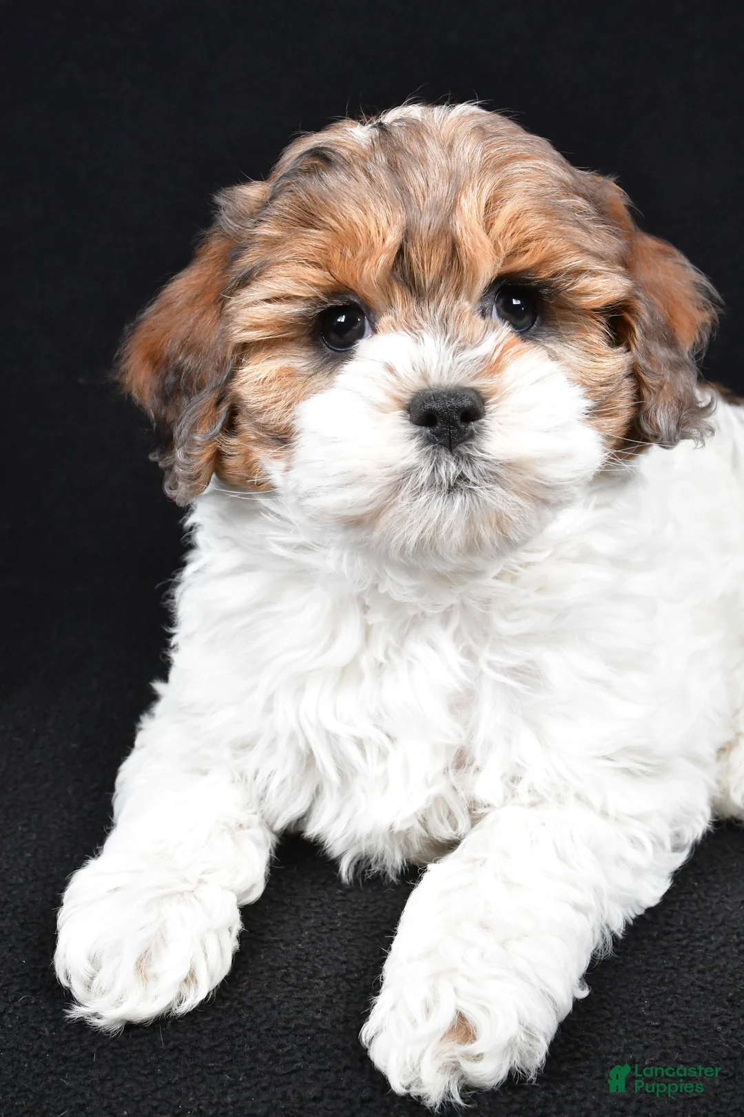 Cockapoo dogs for sale: Alice - Ad 7