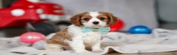 Cavalier King Charles Spaniel dogs for sale: Finn - Ad 4