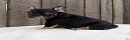 French Bulldog dogs for sale: Honey - Ad 7