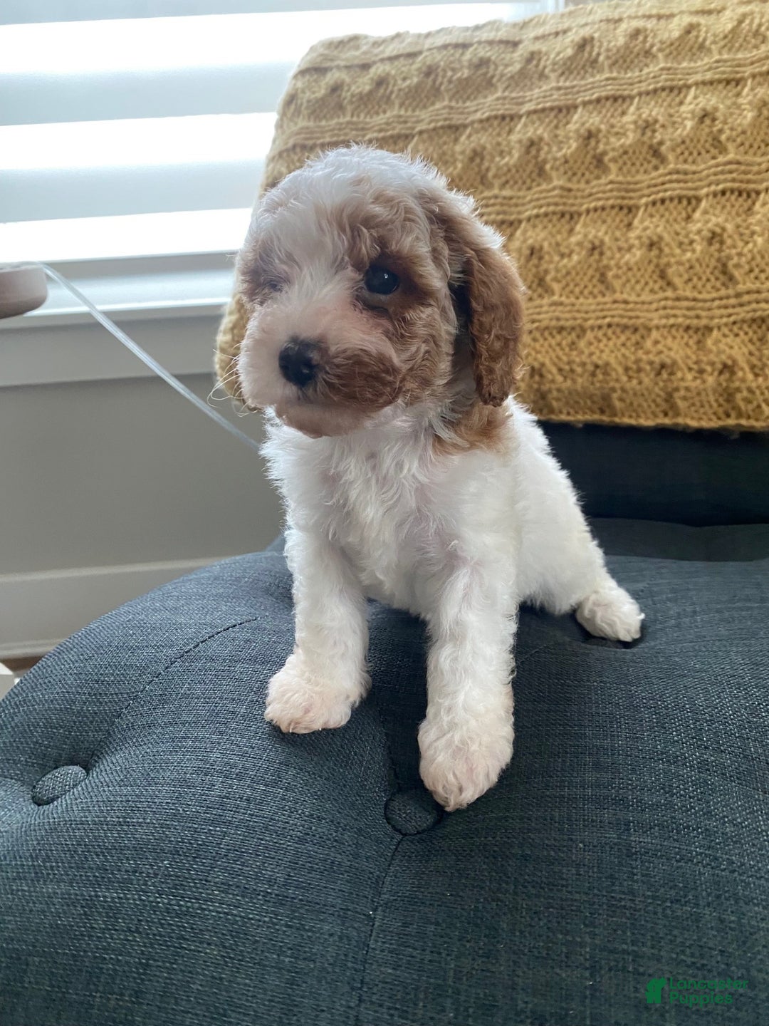 Cavapoo dogs for sale: Joshy - Ad 2