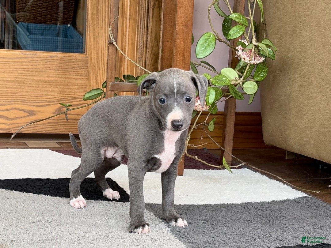 Italian Greyhound dogs for sale: JJ - Ad 5