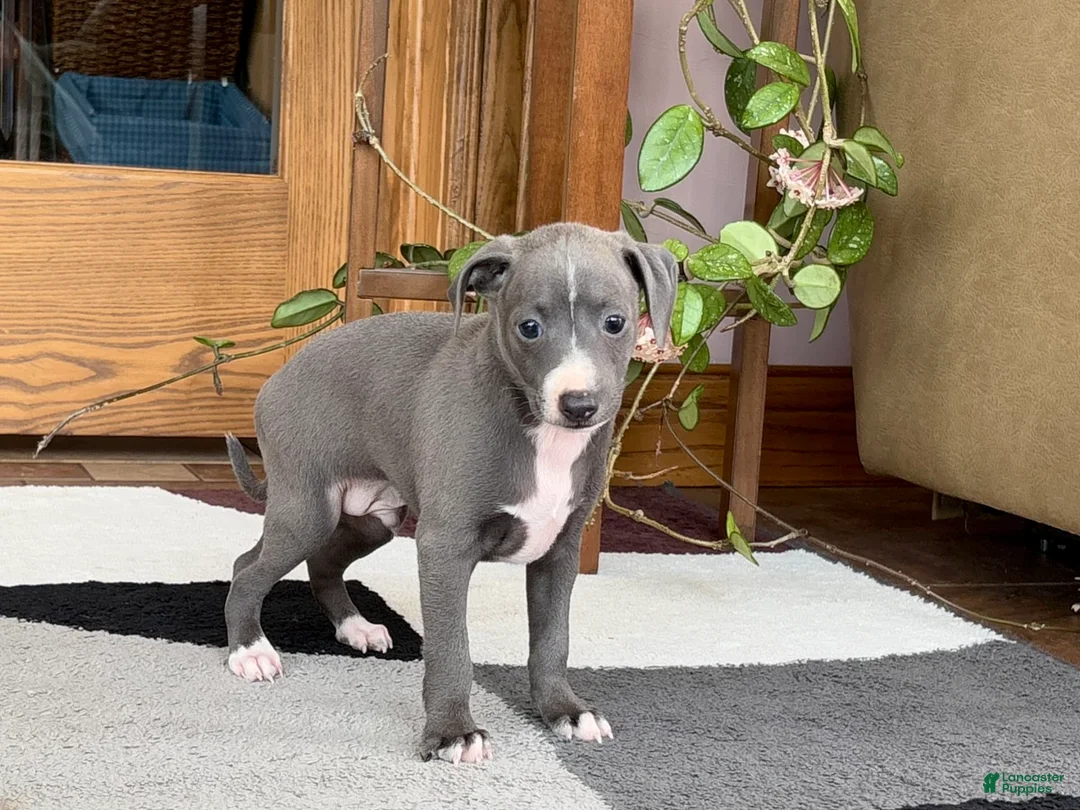 Italian Greyhound dogs for sale: JJ - Ad 5